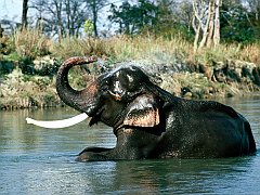Refresher, Indian Elephant